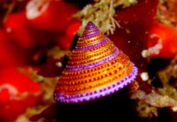 purple turban snail,right photo this time taken in monterey by Douglas Epley 